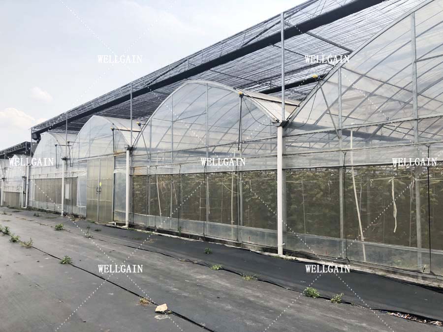 greenhouse film