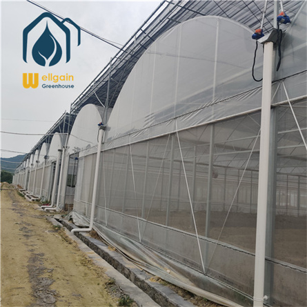 Commercial greenhouse