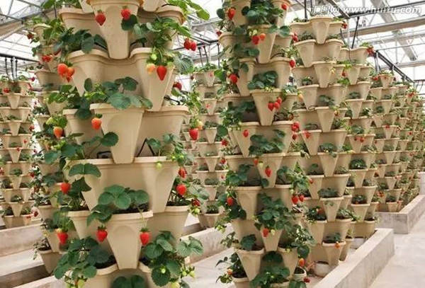 strawberry growing systems