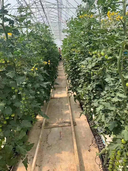 PP hydroponics cocopeat growing trough