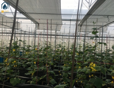 hydroponic system in greenhouse