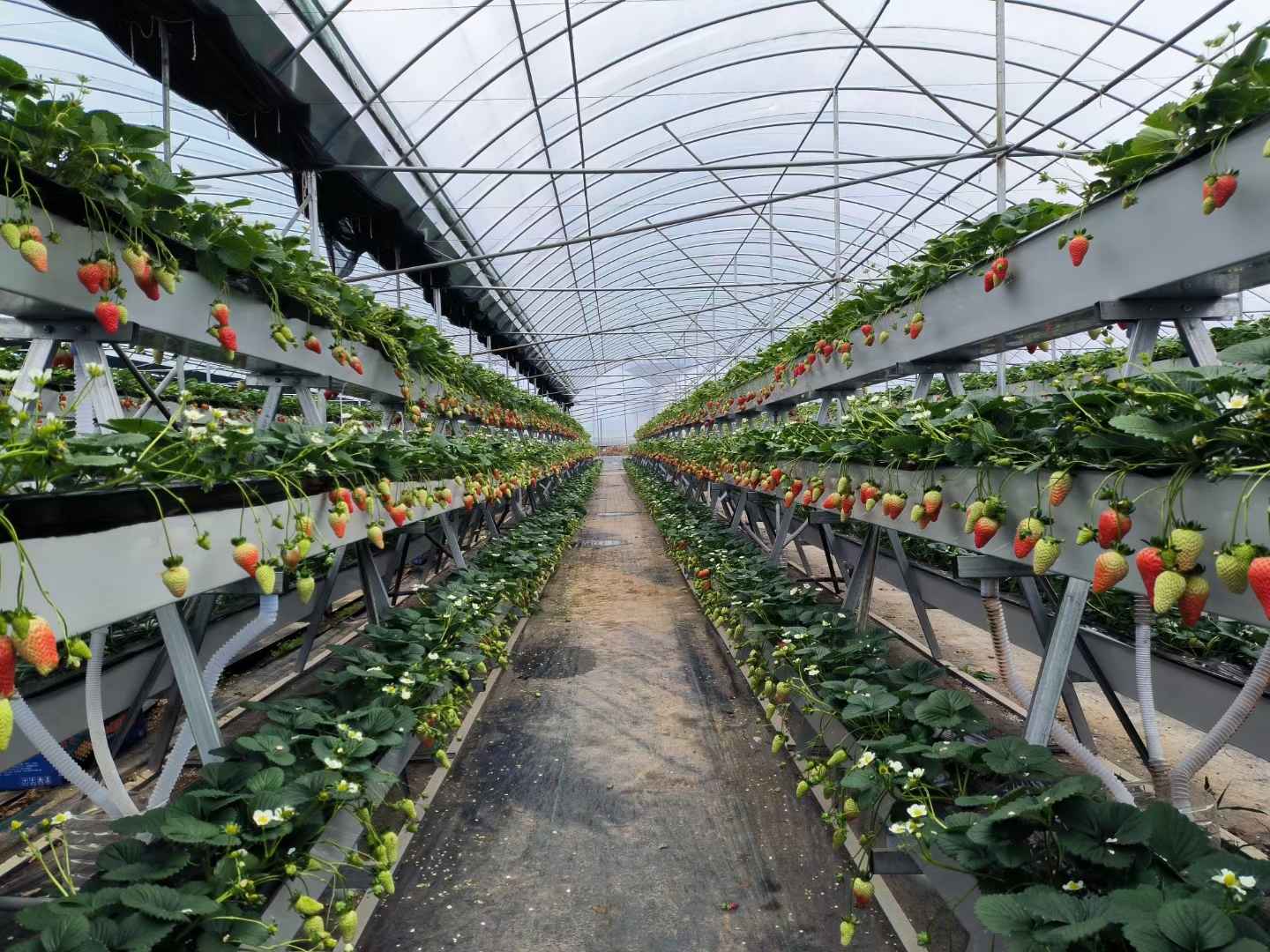 Strawberry hydroponic trough