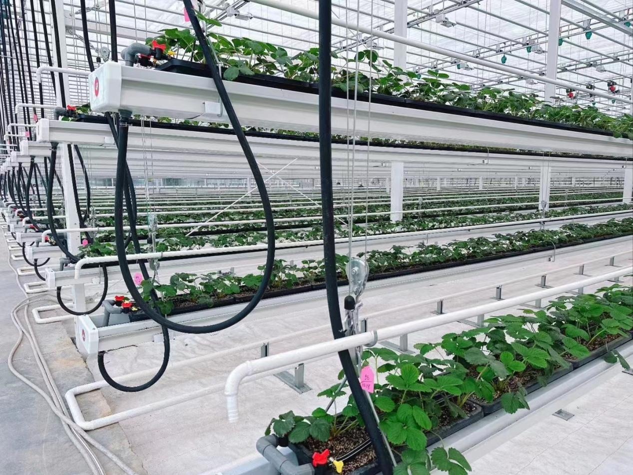 Modern growing solutions in greenhouse