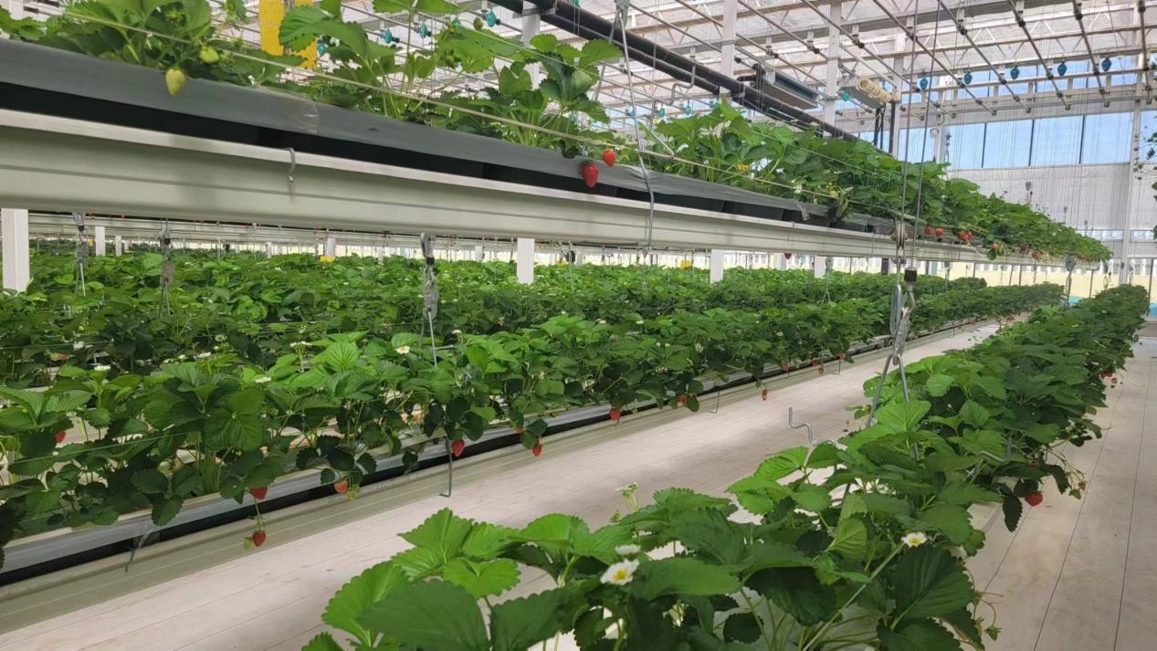 Strawberry hydroponic trough