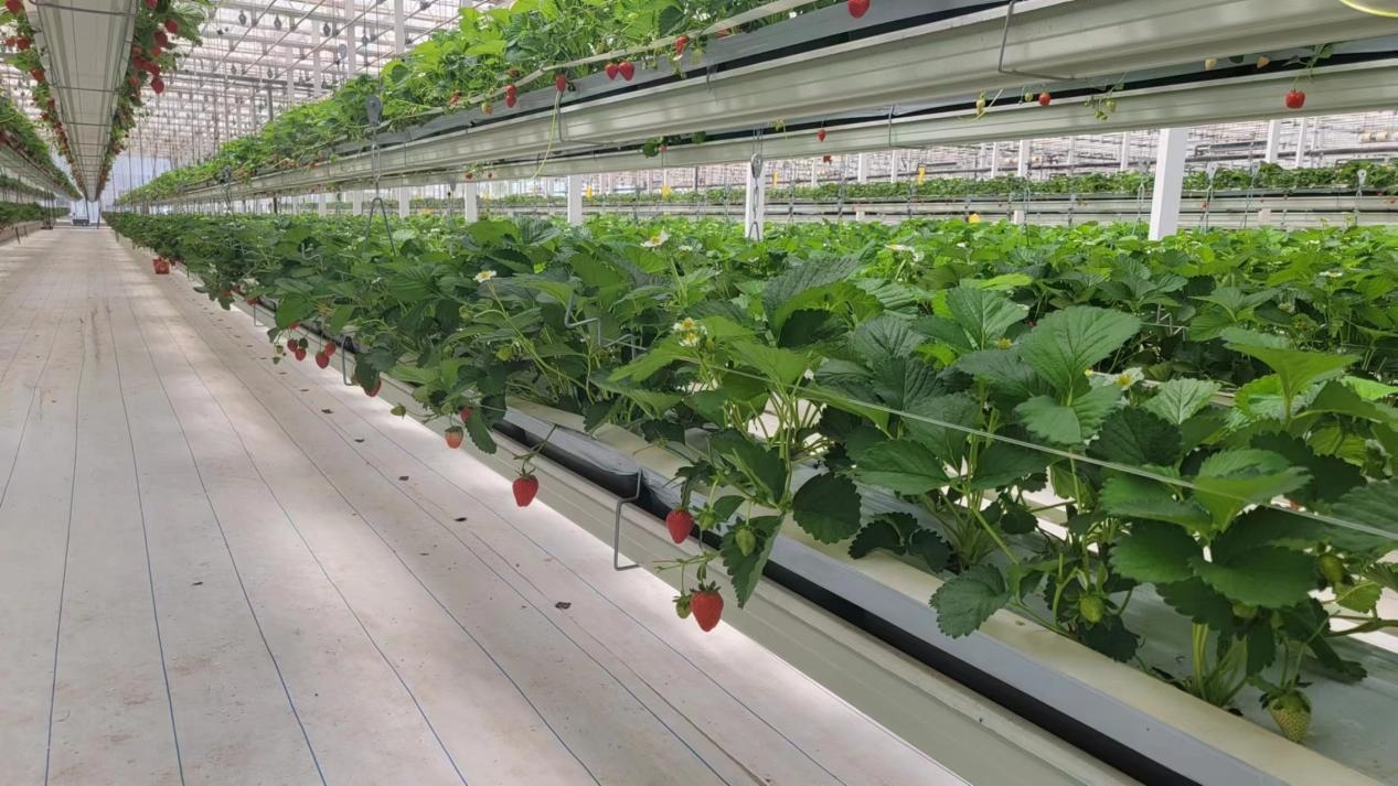 Plastic trough grow gutter system for greenhouse