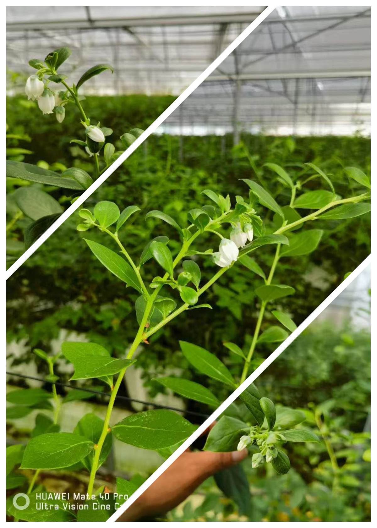blueberry hydroponic system blueberry hydroponic system
