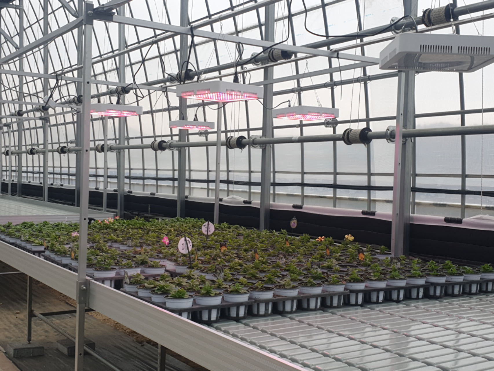 china greenhouse bench manufacturer