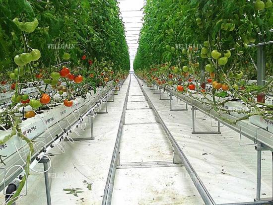 Hydroponic Hanging Gutters for Greenhouses