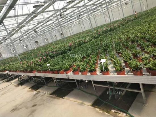 Ebb and flow hydroponic system