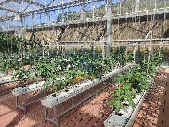 Growing trough tomato greenhouse	
