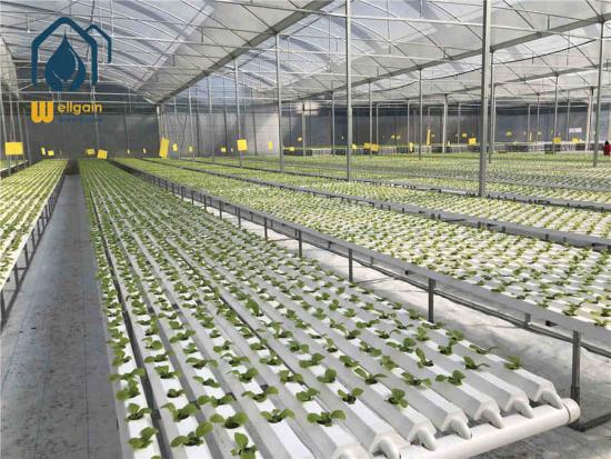 Greenhouse hydroponic system