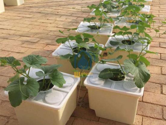 Dutch bucket hydroponic systems