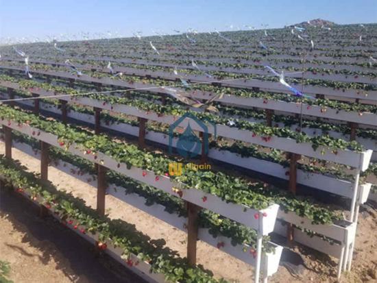 Strawberry growing system