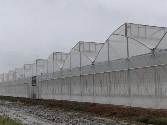 Multi-span greenhouse supplier