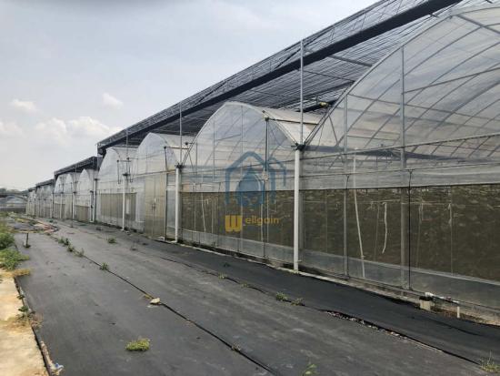 Tomato hydroponic greenhouse