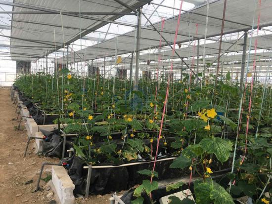 The uv plastic film greenhouse