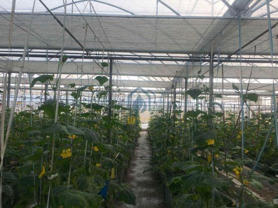 Commercial greenhouse structures