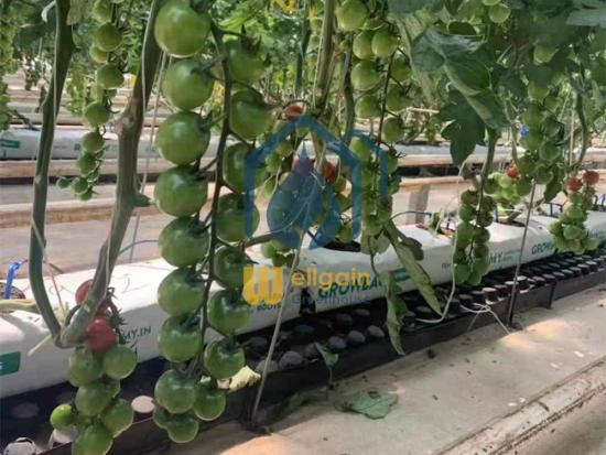 hydroponic troughs