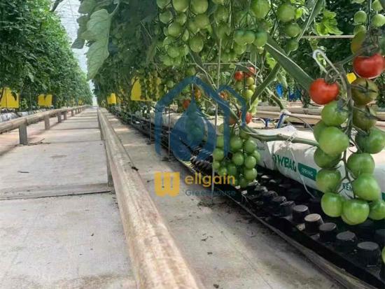 Vegetables to grow in troughs