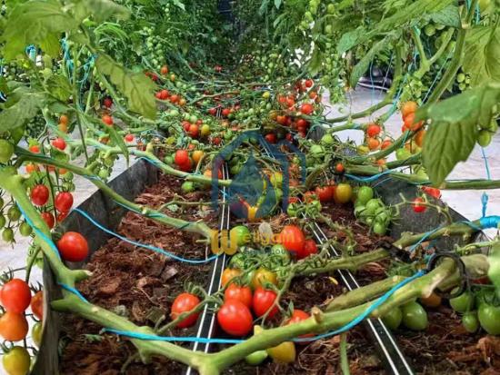 Vegetables to grow in troughs