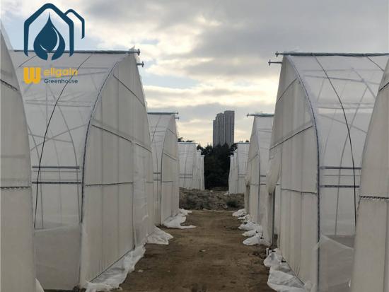 Vegetable Growing Tunnel Greenhouse