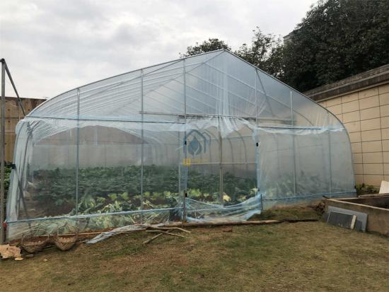 Galvanized Steel Pipe Greenhouse Tomato Farming