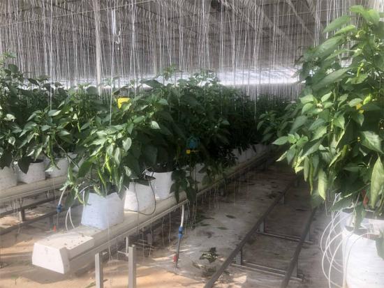 Growing peppers in a greenhouse