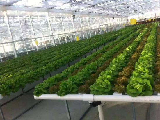 Greenhouse hydroponics