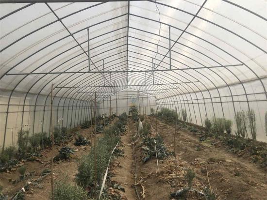 Tunnel Plastic Greenhouse