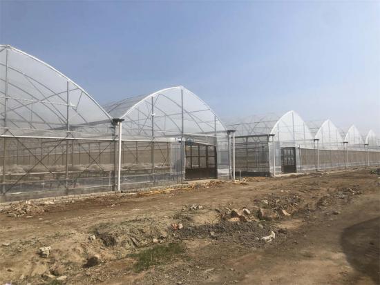 Multi-span greenhouse