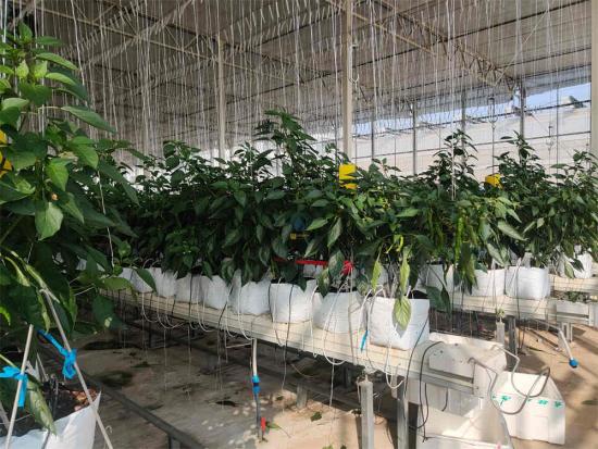 Hydroponic growing trough