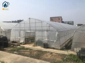 Tomato greenhouse