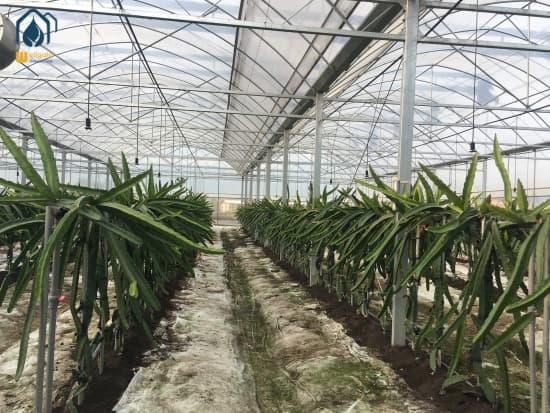 China hydroponics greenhouse construction factory