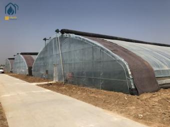 Modern growing solutions in greenhouse
