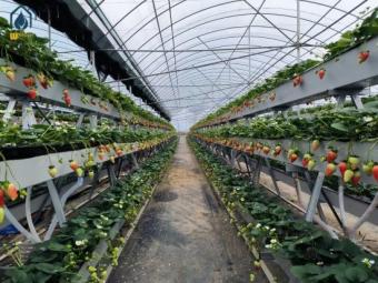 strawberry growing troughs