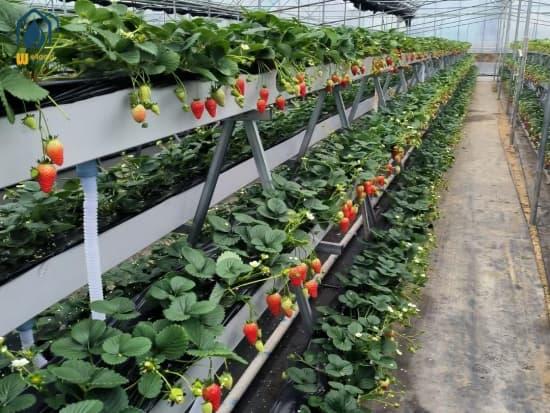 strawberry growing troughs