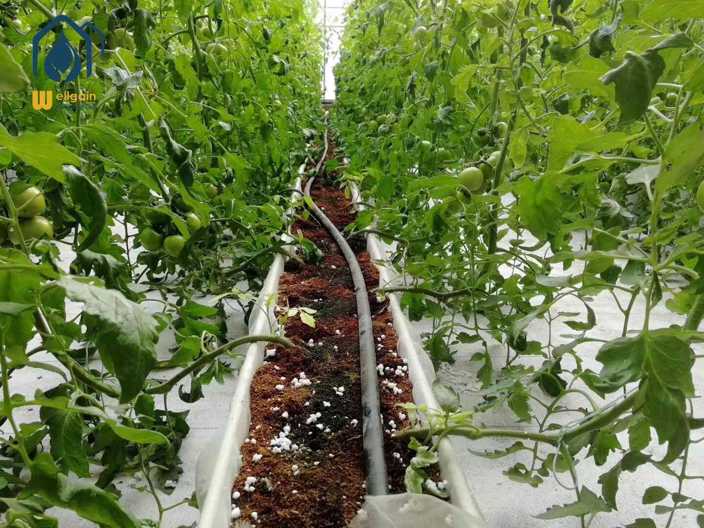 Greenhouse Tomato Cultivation in Coir-filled Grow Channels: The Art of Precision Drip Irrigation Management