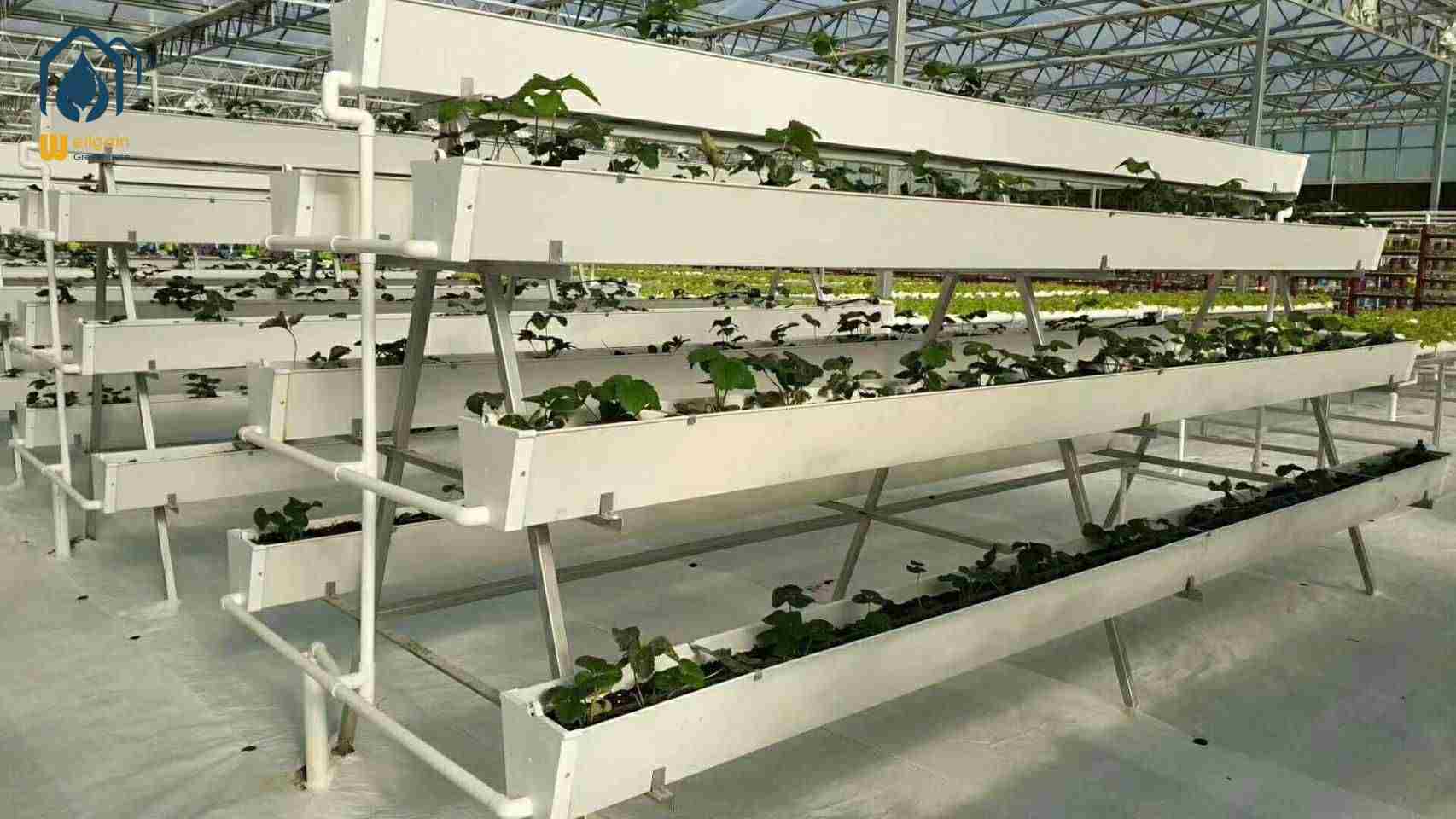 Strawberry Gutter Gardening: Maximizing Yield in Small Spaces