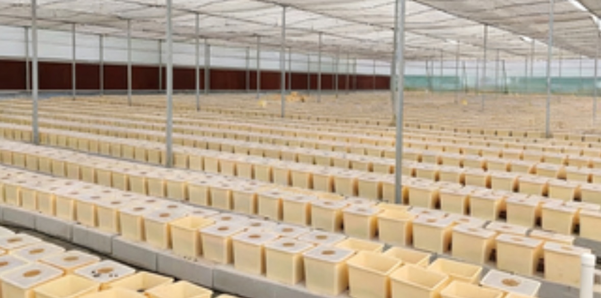 What Is a Dutch Bucket System and Why Growers Choose It