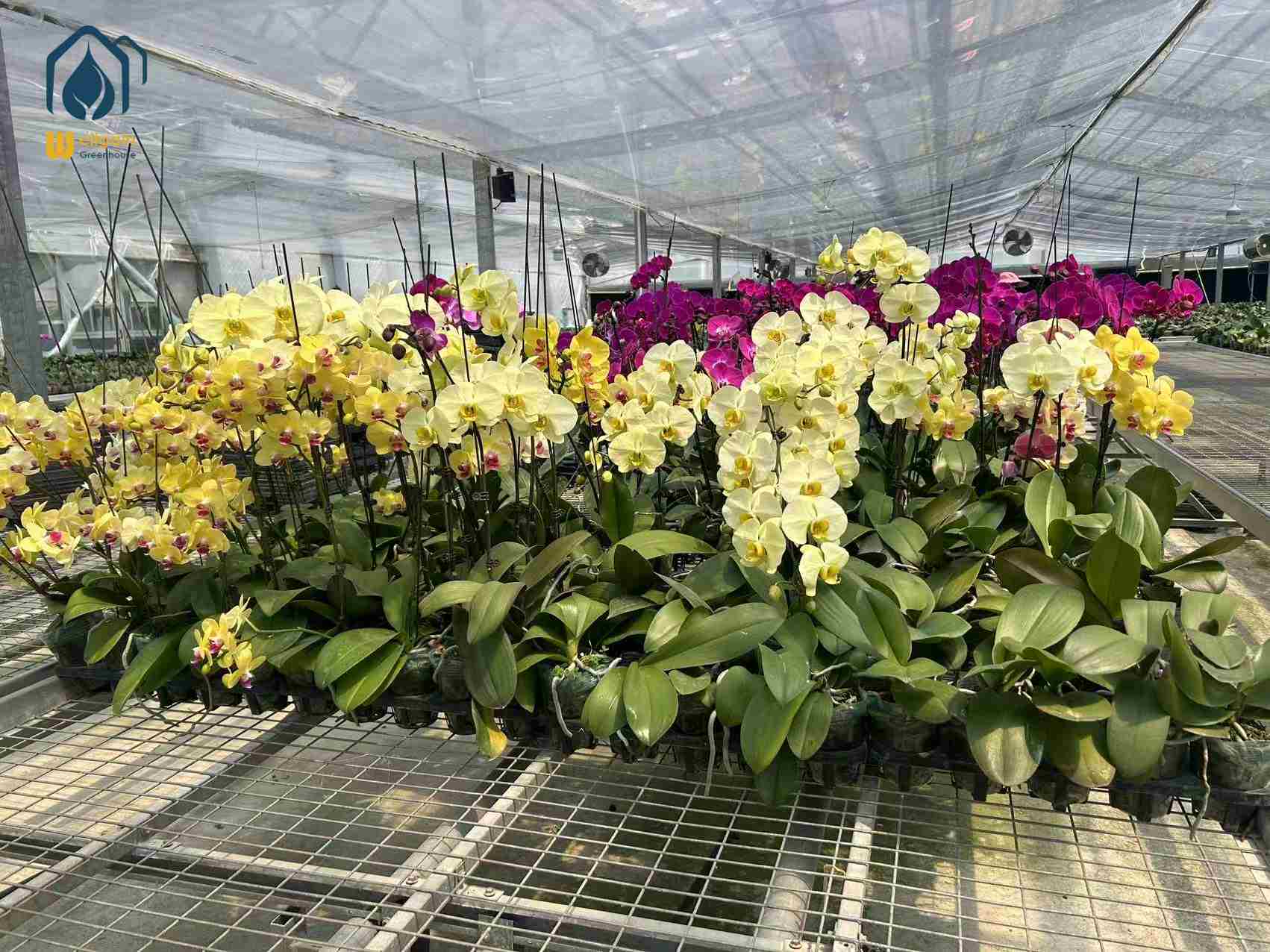 The Art of Growing Orchids in a Greenhouse: A Guide for Enthusiasts