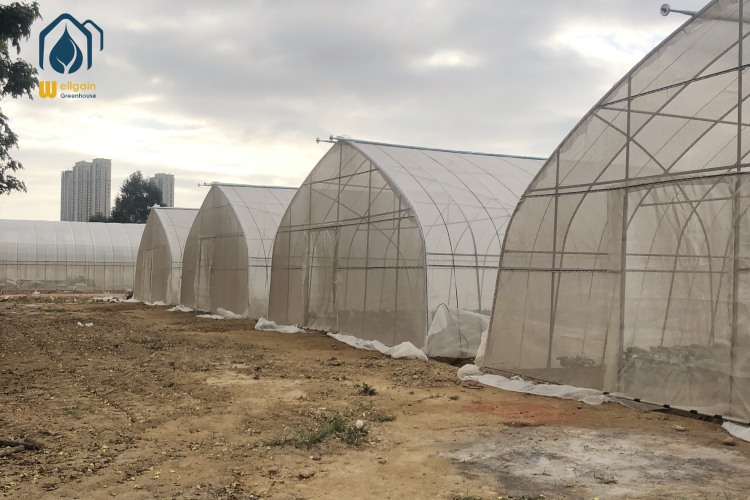 TU Film Greenhouses in Modern Agriculture