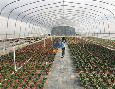 Large agricultural tunnel plastic film greenhouse for flower