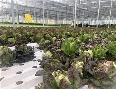 Quanzhou's largest intelligent temperature-controlled single greenhouse hydroponic vegetables are on the market!