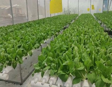 Greenhouse + NFT Hydroponics = Never-Ending Growth