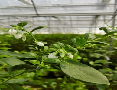 Smart Greenhouse + Hydroponics: Our June Blueberries Bloom & Fruit