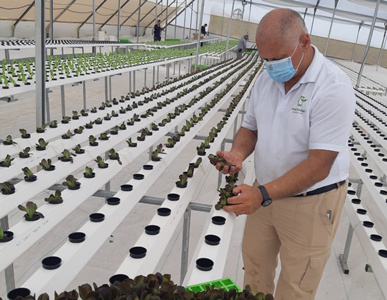 Congratulations on the operation of the hydroponics system exported to Israel