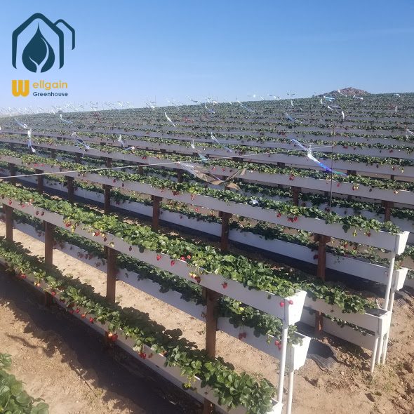 Outdoor Strawberry Picking Farm 