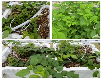 Hydroponic Blueberries: Growing Excellence