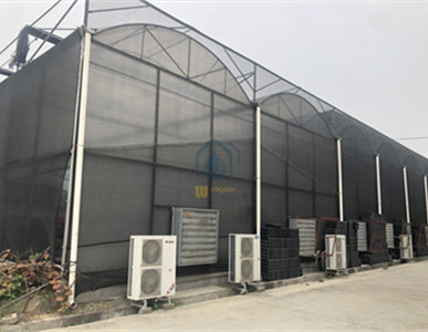 Manufacturer Low Cost Commercial Polycarbonate  Plastic orchid greenhouse