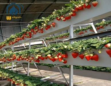 Greenhouse Strawberry Troughs: A Plentiful Harvest